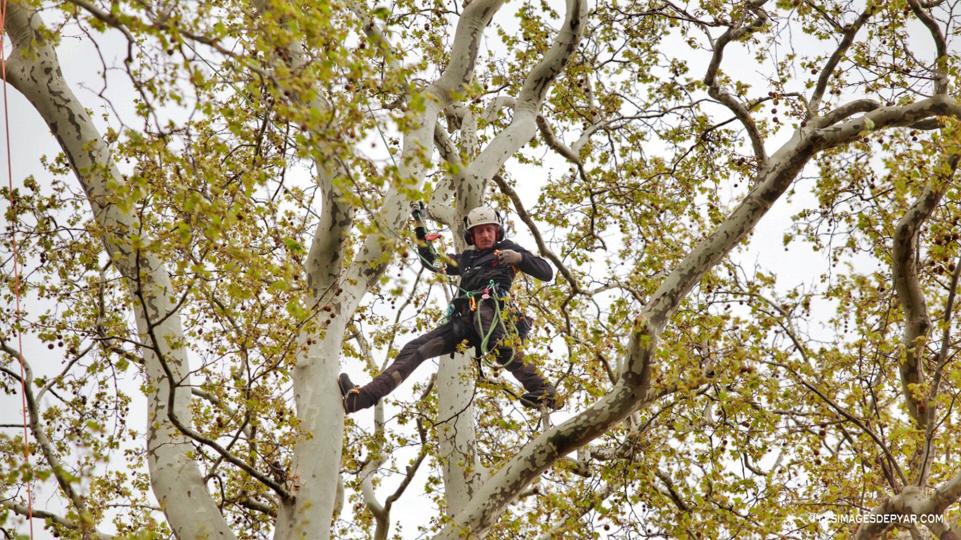 Élaguer ou abattre vos arbres