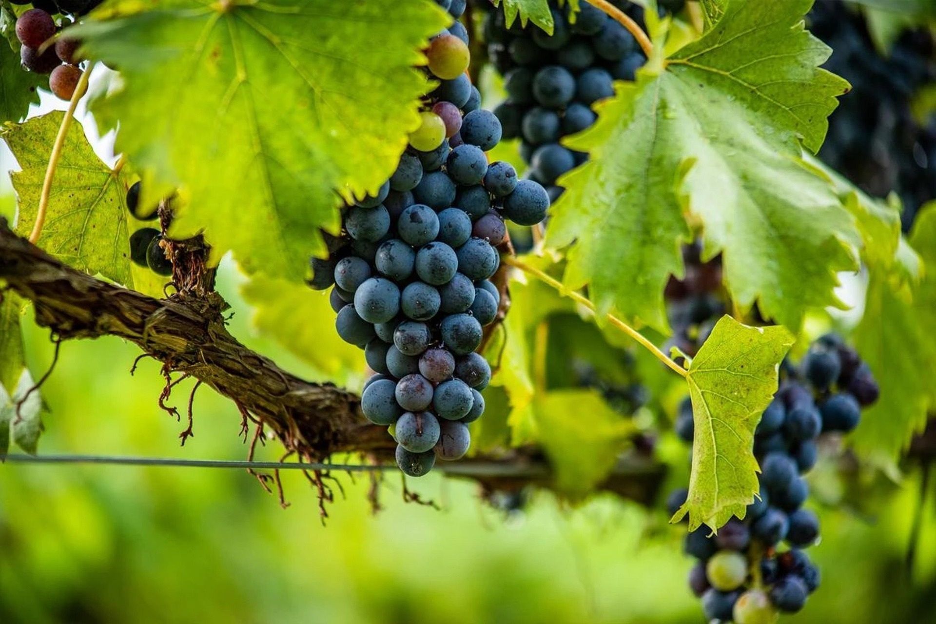 Dunkelviolette Trauben hängen an einem Weinstock mit grünen Blättern.