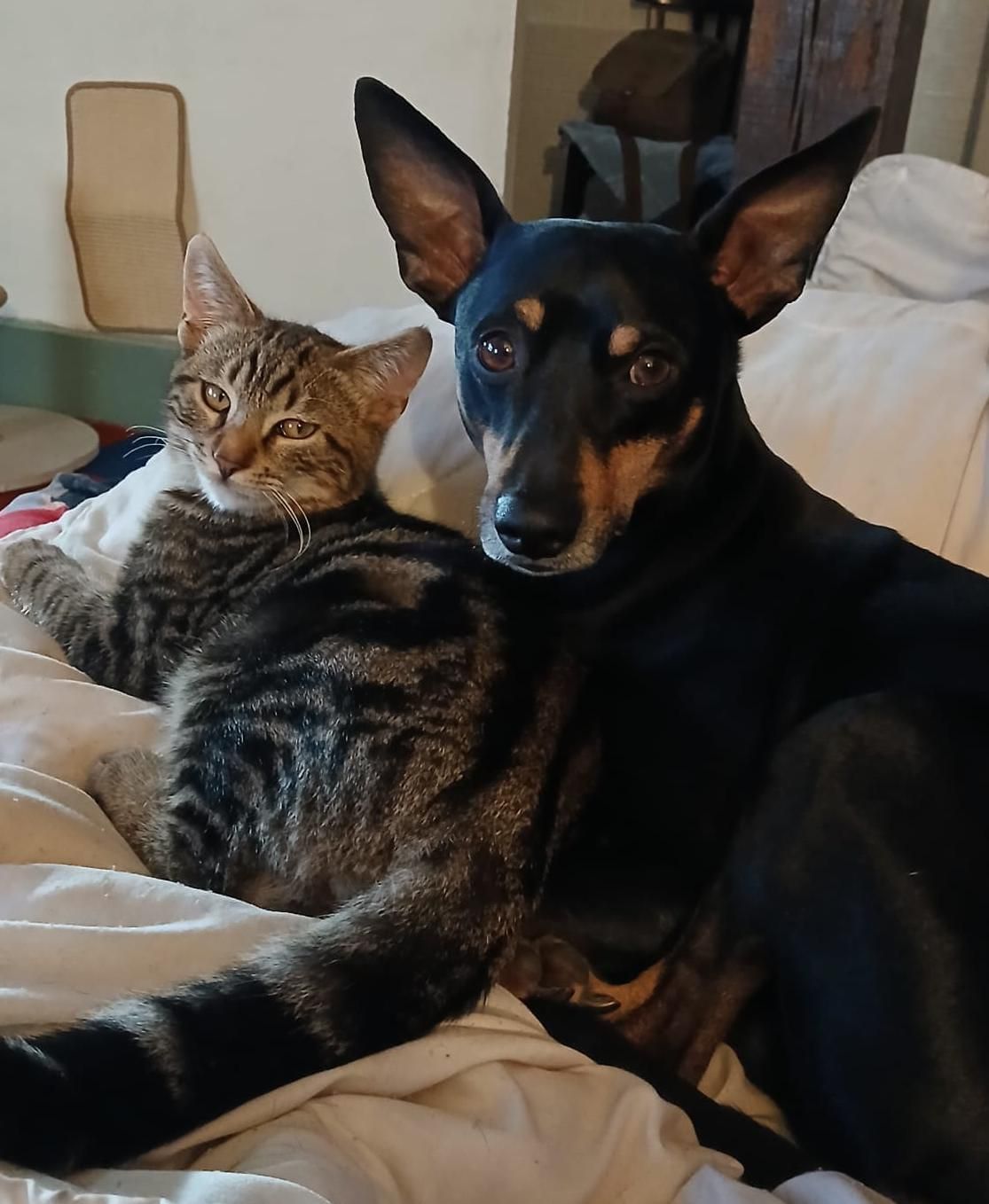 Un chat tigré et un chien noir se câlinent sur un lit, tous deux regardant l'objectif de la caméra.
