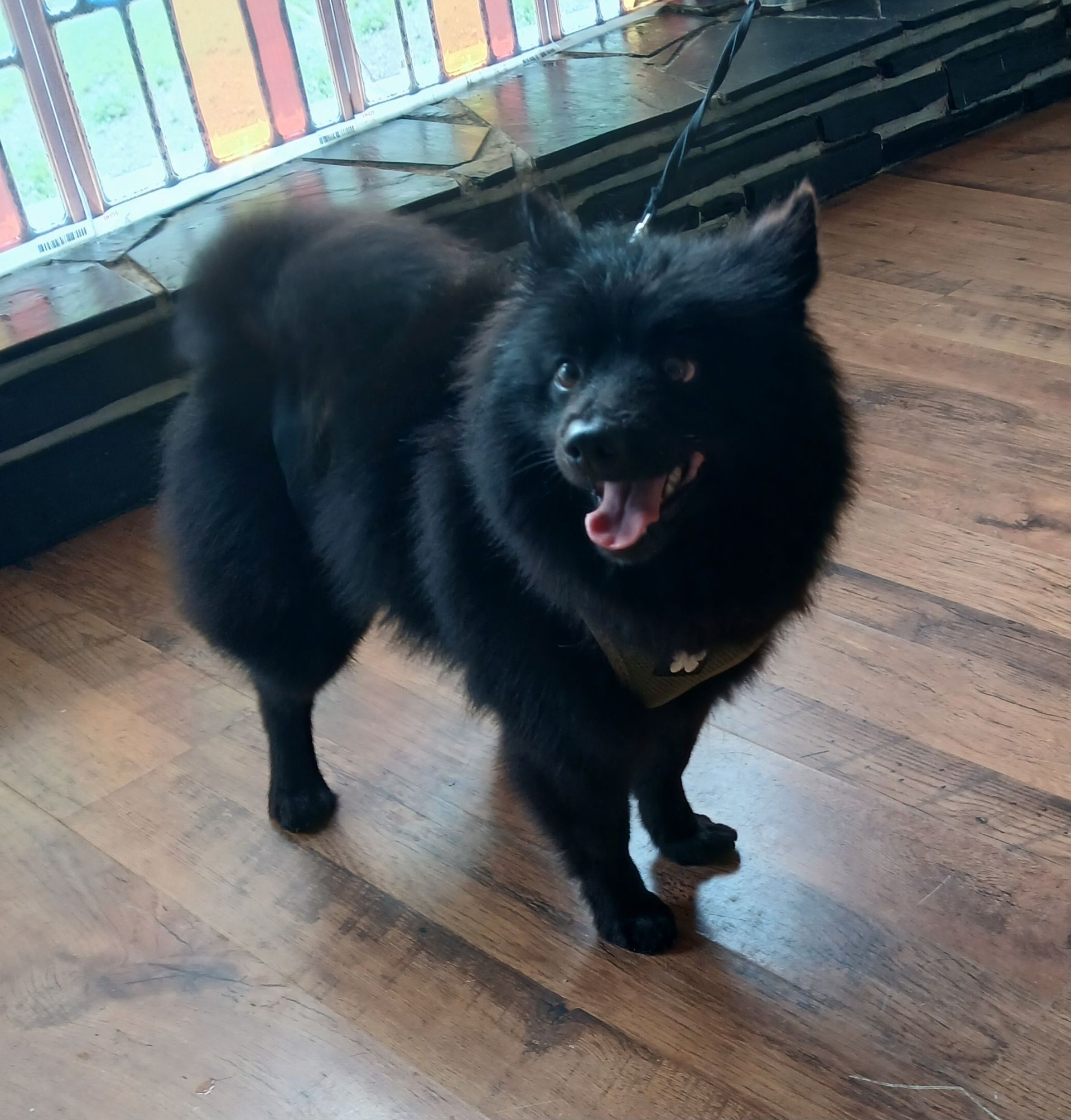 Un chien noir et duveteux se tient debout sur un plancher en bois, haletant la gueule ouverte près d'une fenêtre.
