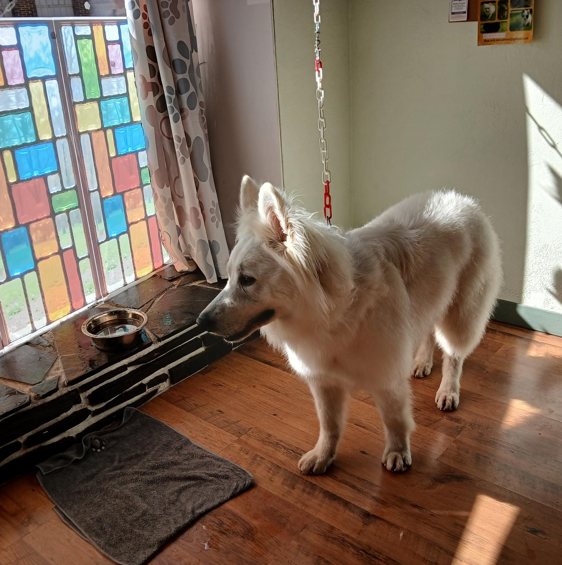 Un chien blanc se tient près d'un vitrail à l'intérieur, regardant par-dessus un parquet.