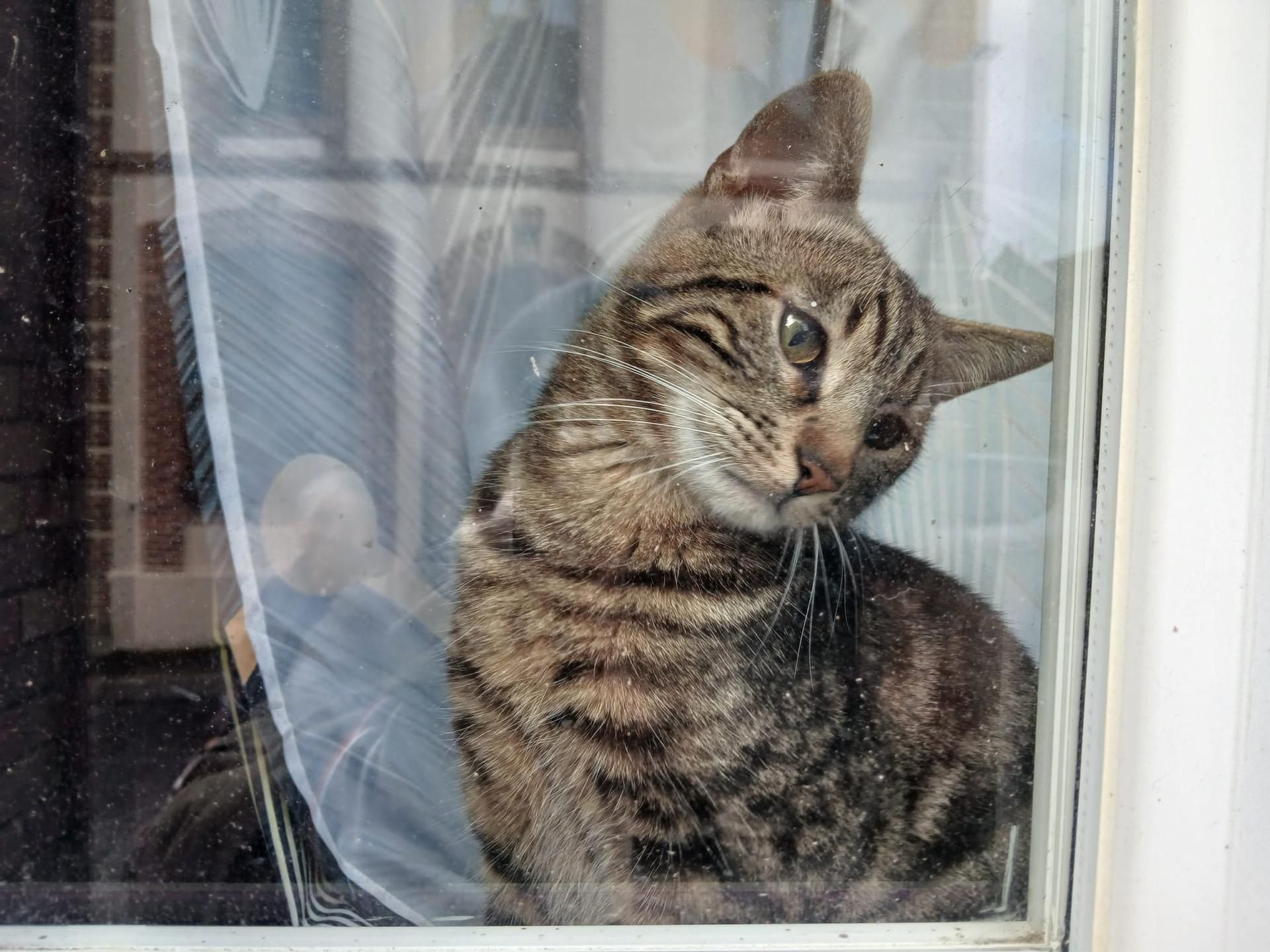 Chat duveteux crème et gris allongé à plat sur une table, le regard fixe et somnolent.