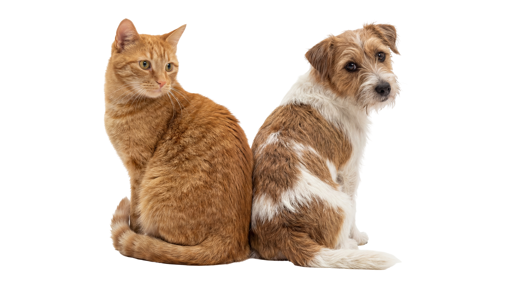 Chat roux et chien marron et blanc assis dos à dos sur fond blanc.