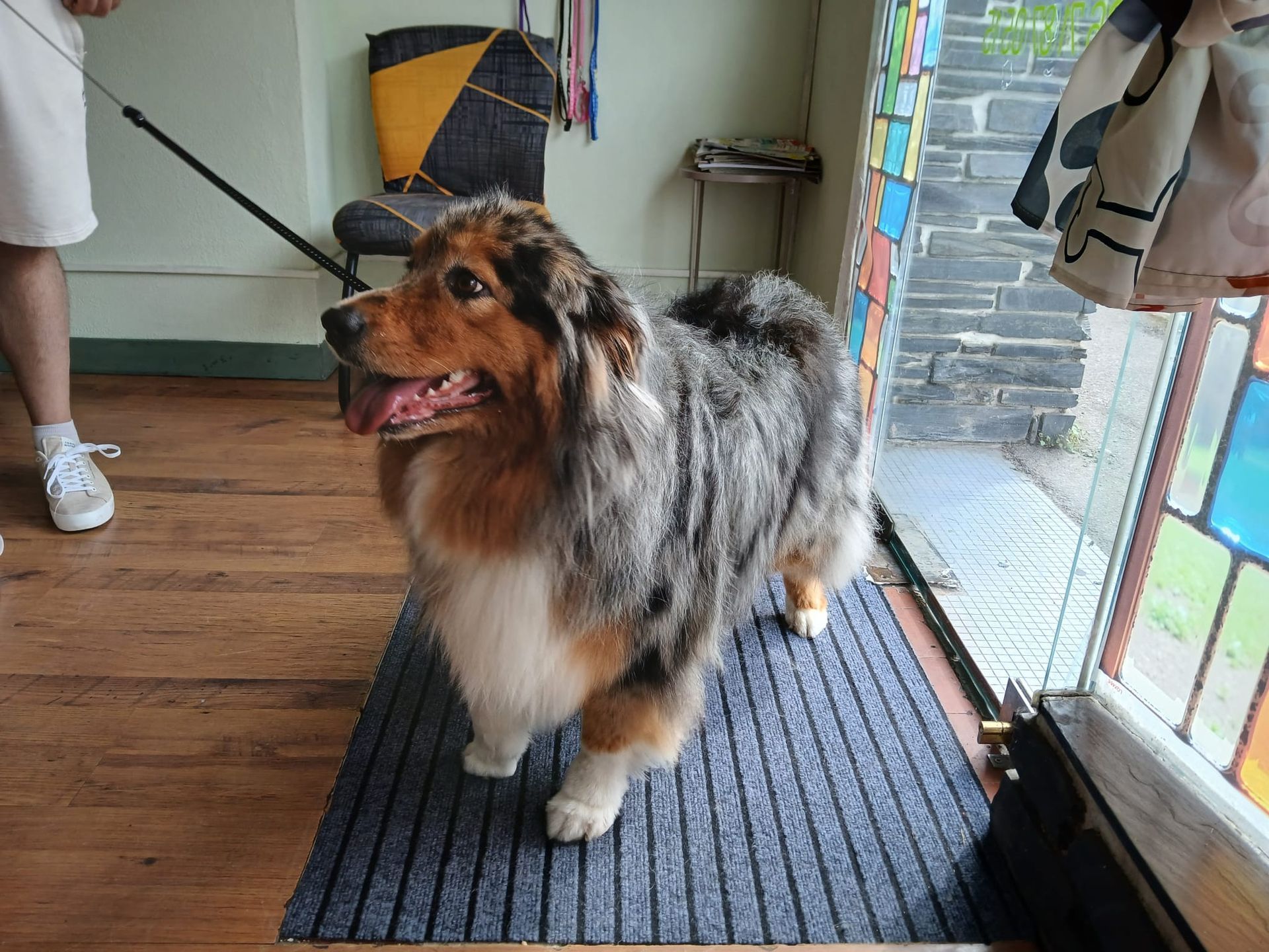 Un chien duveteux gris et beige se tient debout sur un tapis à l'intérieur, près d'une porte vitrée.