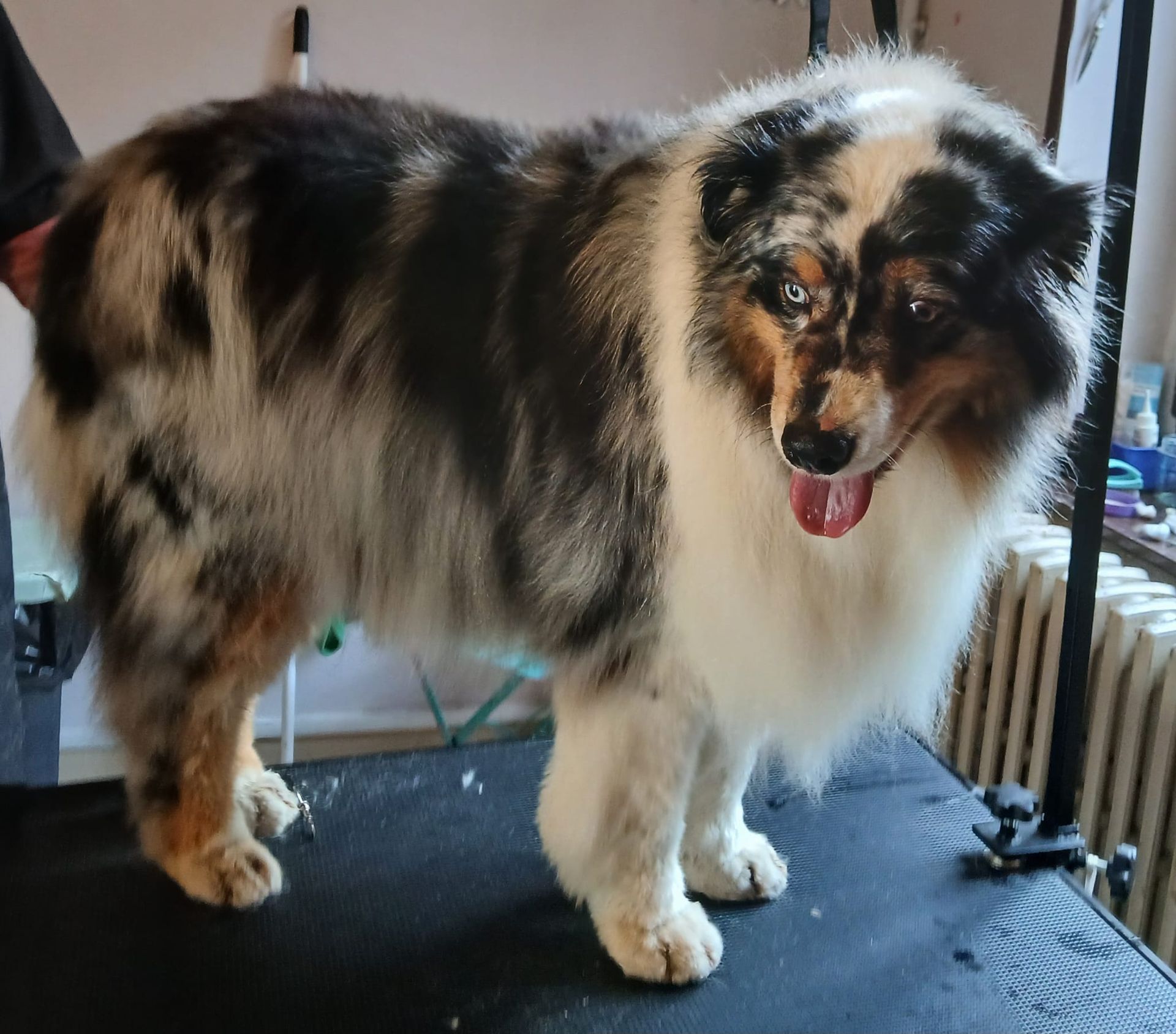 Un chien duveteux noir, blanc et fauve se tient debout sur une table de toilettage, la langue sortie.