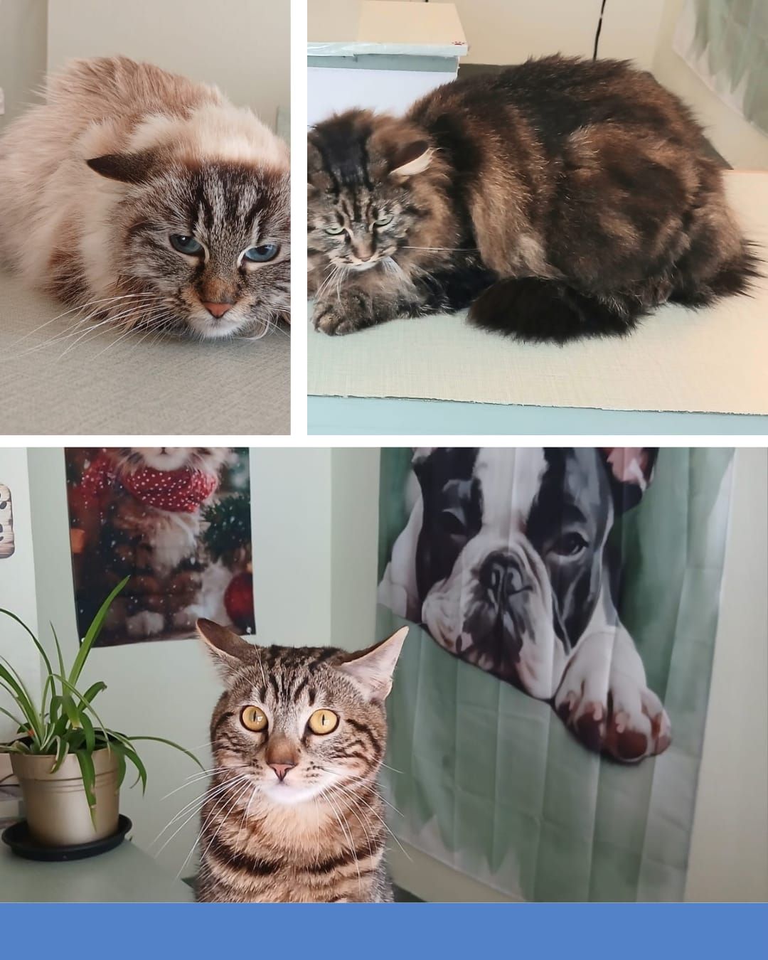 Collage de deux chats à poils longs et d'un chat tigré à l'intérieur, avec une affiche de chien en arrière-plan.