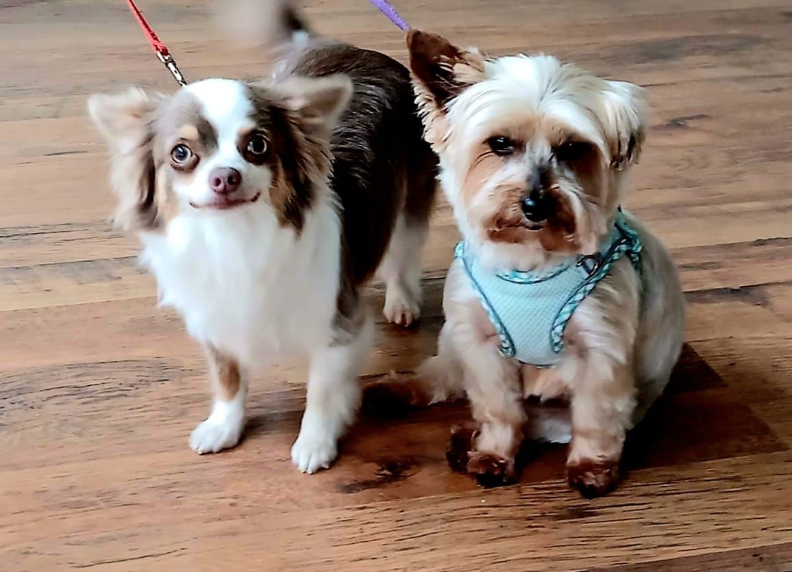 Deux petits chiens en laisse, debout sur un plancher en bois, l'un blanc-brun et l'autre beige avec un harnais bleu.