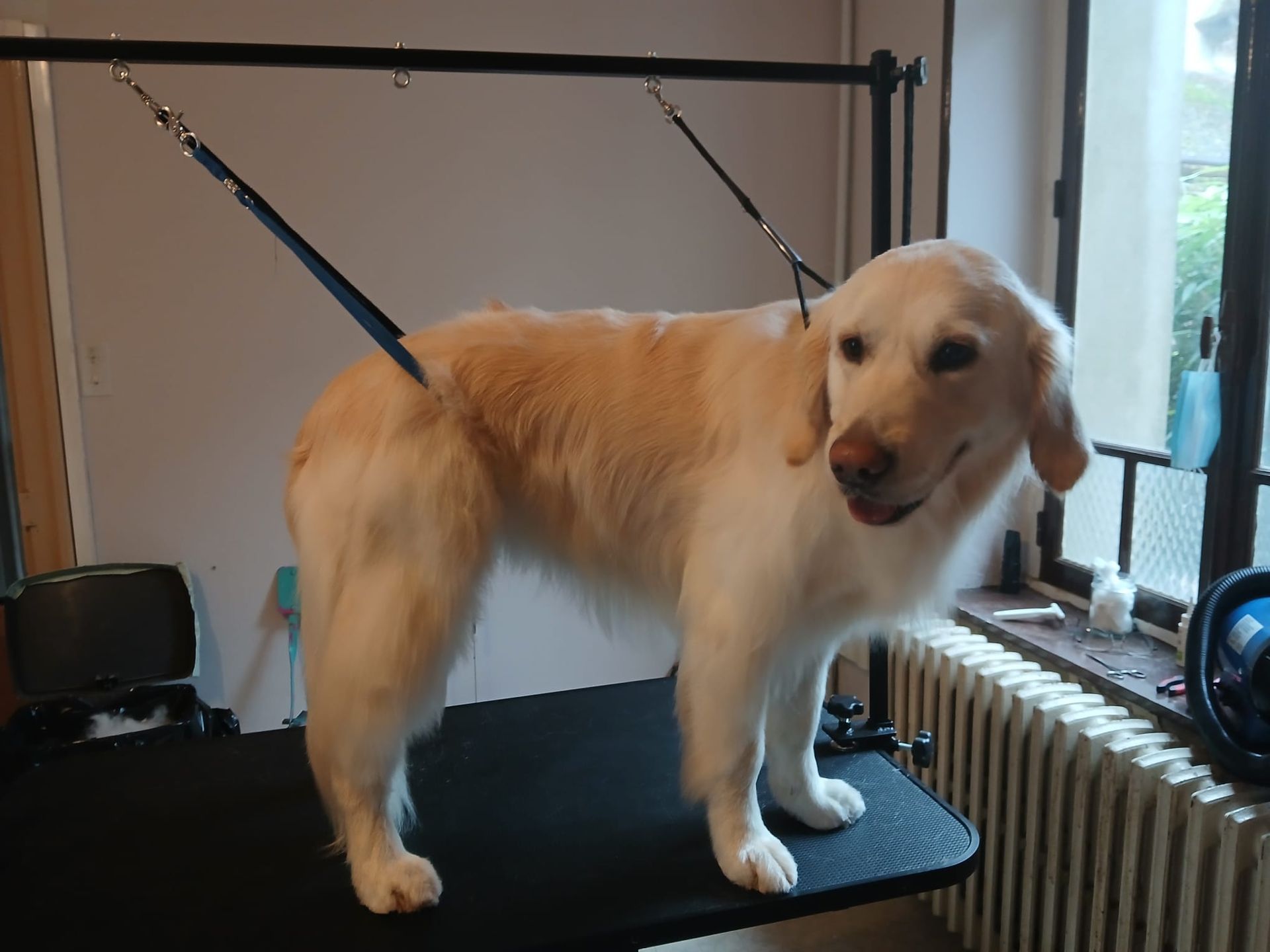 Un golden retriever debout sur une table de toilettage, l'air heureux, à l'intérieur, près d'une fenêtre.