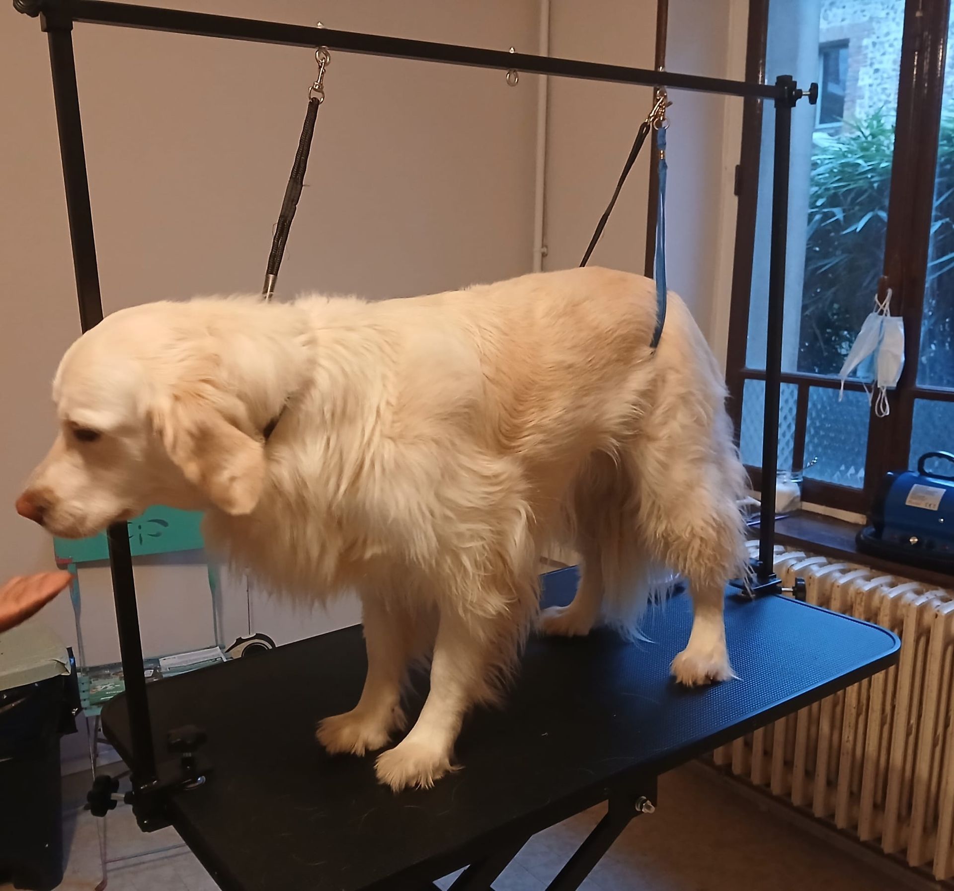 Golden retriever debout sur une table de toilettage avec un tapis bleu à l'intérieur.