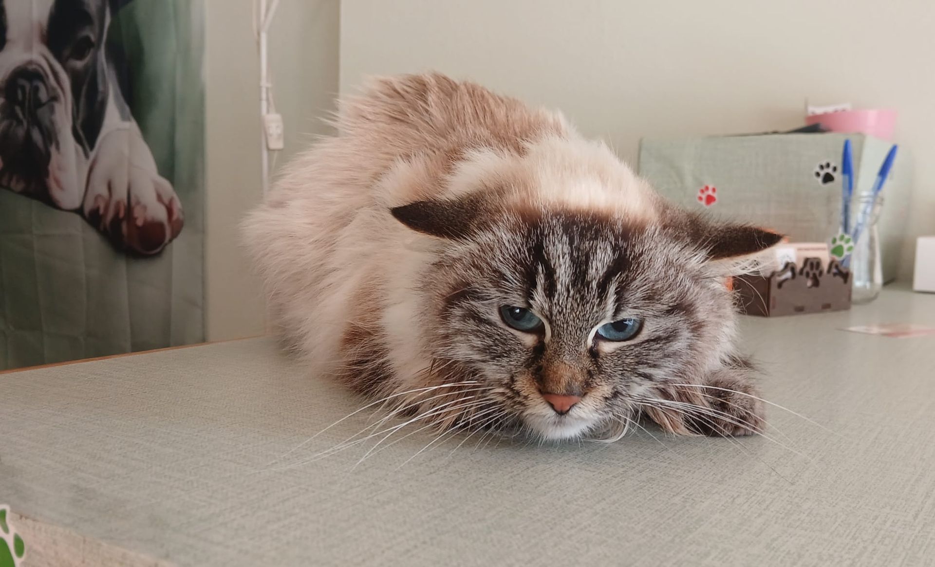 Un chat siamois duveteux, allongé à plat sur une table, fixe le vide de ses yeux bleus dans une pièce.