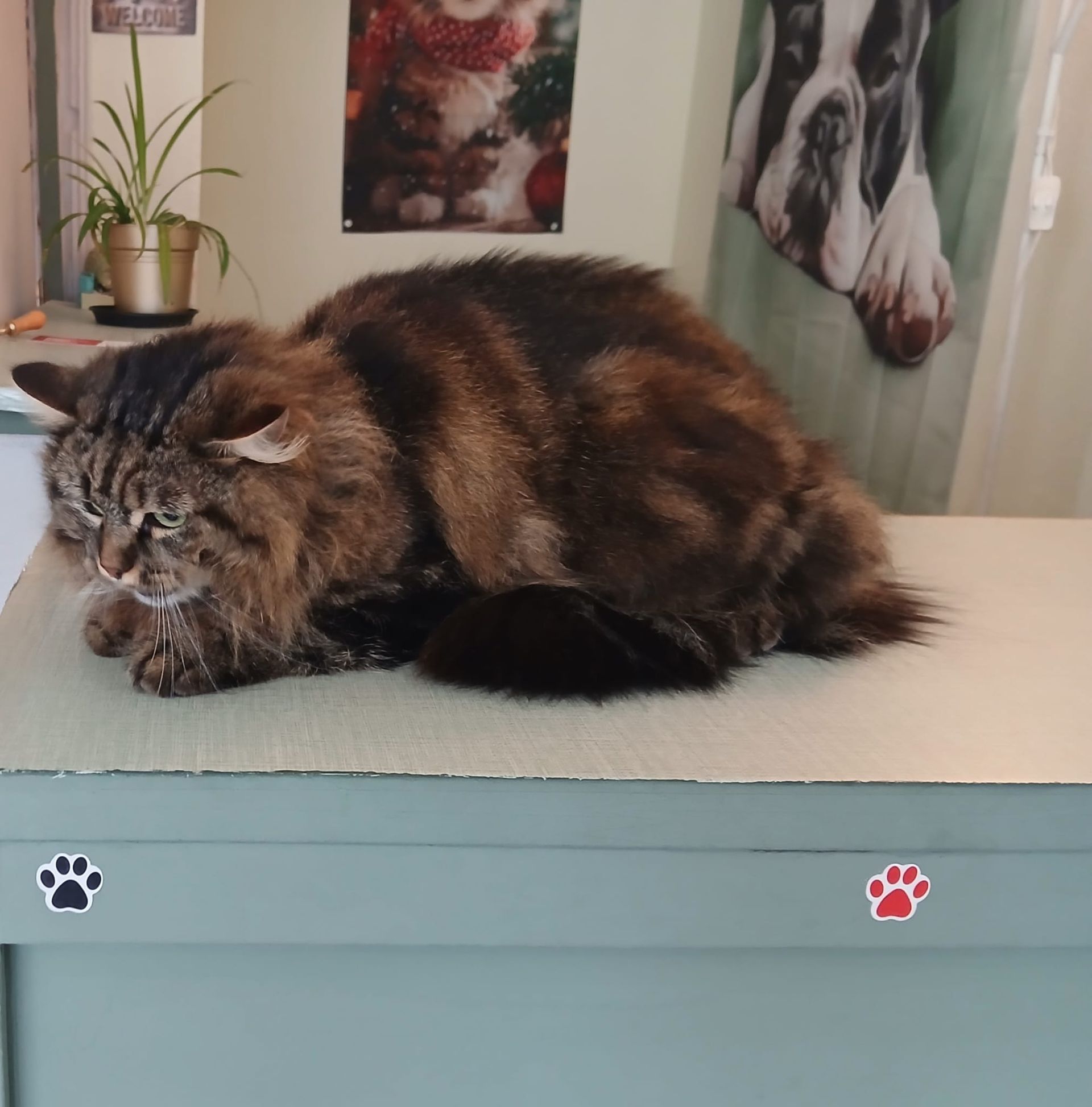 Chat à la fourrure écaille de tortue foncée et duveteuse, se reposant sur une table à l'intérieur.