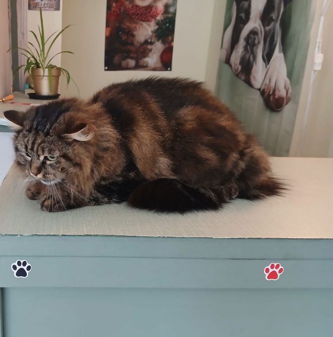 Chat à la fourrure écaille de tortue foncée et duveteuse, se reposant sur une table à l'intérieur.