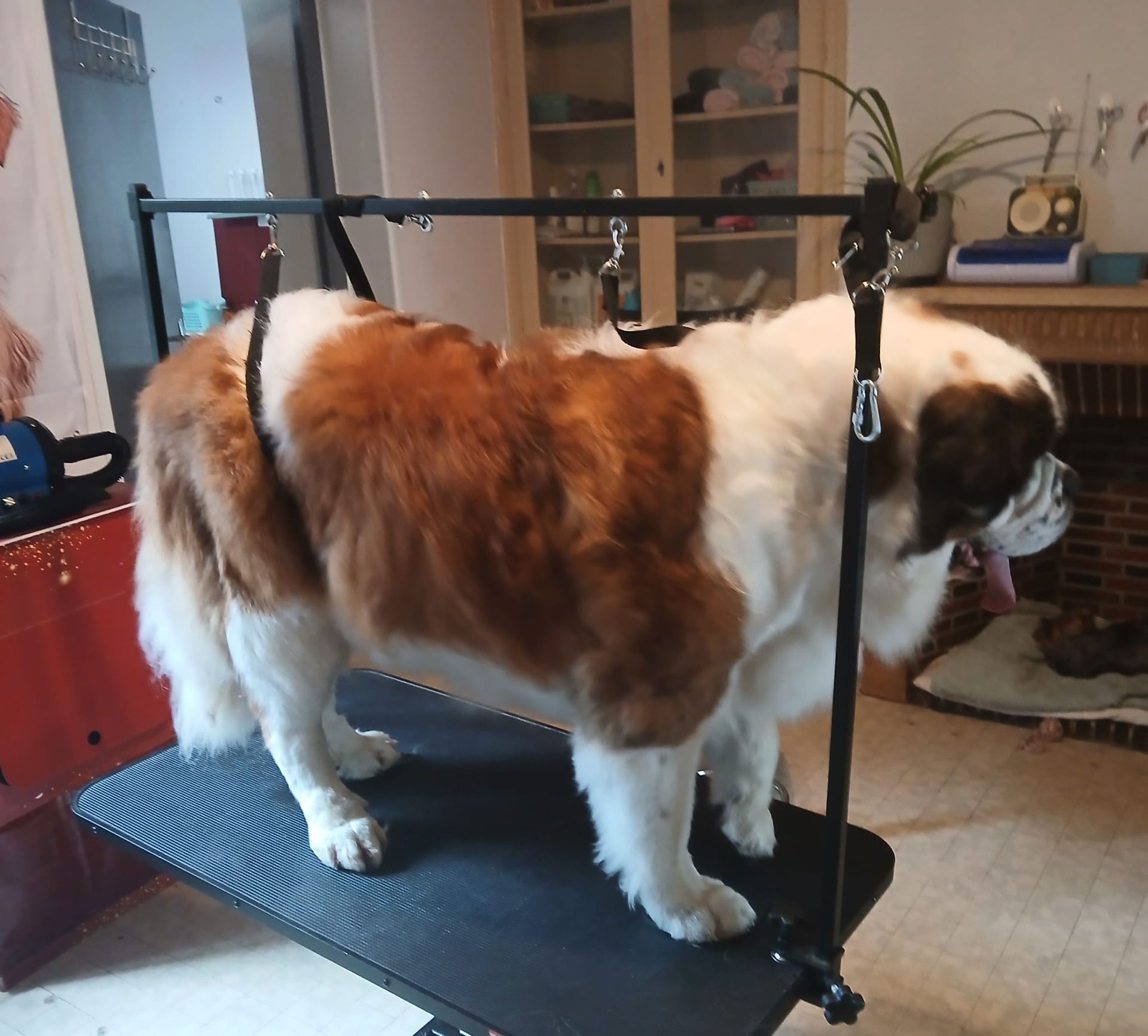 Gros chien brun et blanc debout sur une table de toilettage à l'intérieur.