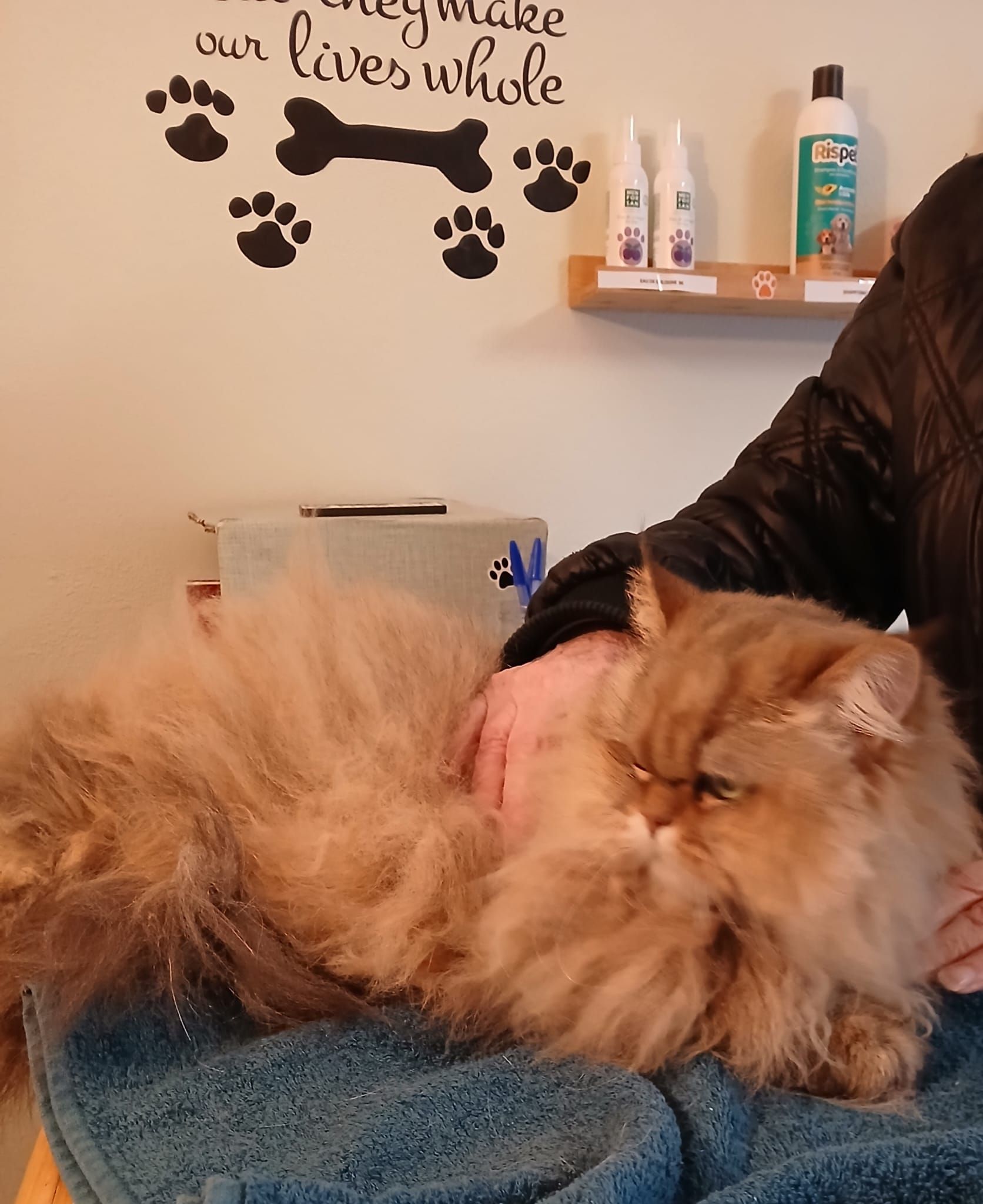 Chat roux duveteux caressé sur une couverture bleue dans une salle de toilettage.