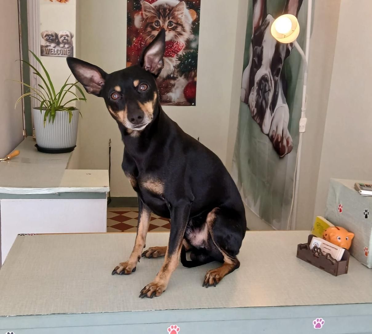 Petit chien noir et feu assis sur une table dans un salon de toilettage, les oreilles dressées.