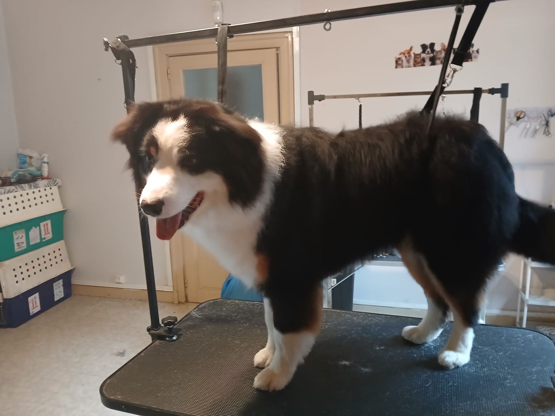 Chien noir et blanc debout sur une table de toilettage, haletant dans une pièce.