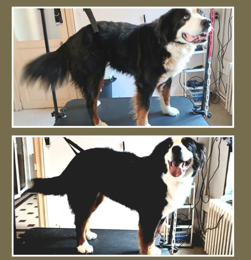Chien noir et blanc debout sur une table de toilettage, présenté en deux vues côte à côte.