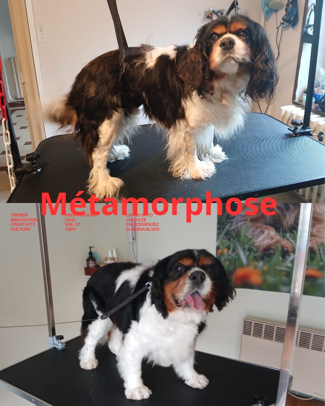 Photos avant et après toilettage d'un chien noir, blanc et fauve sur une table de toilettage.
