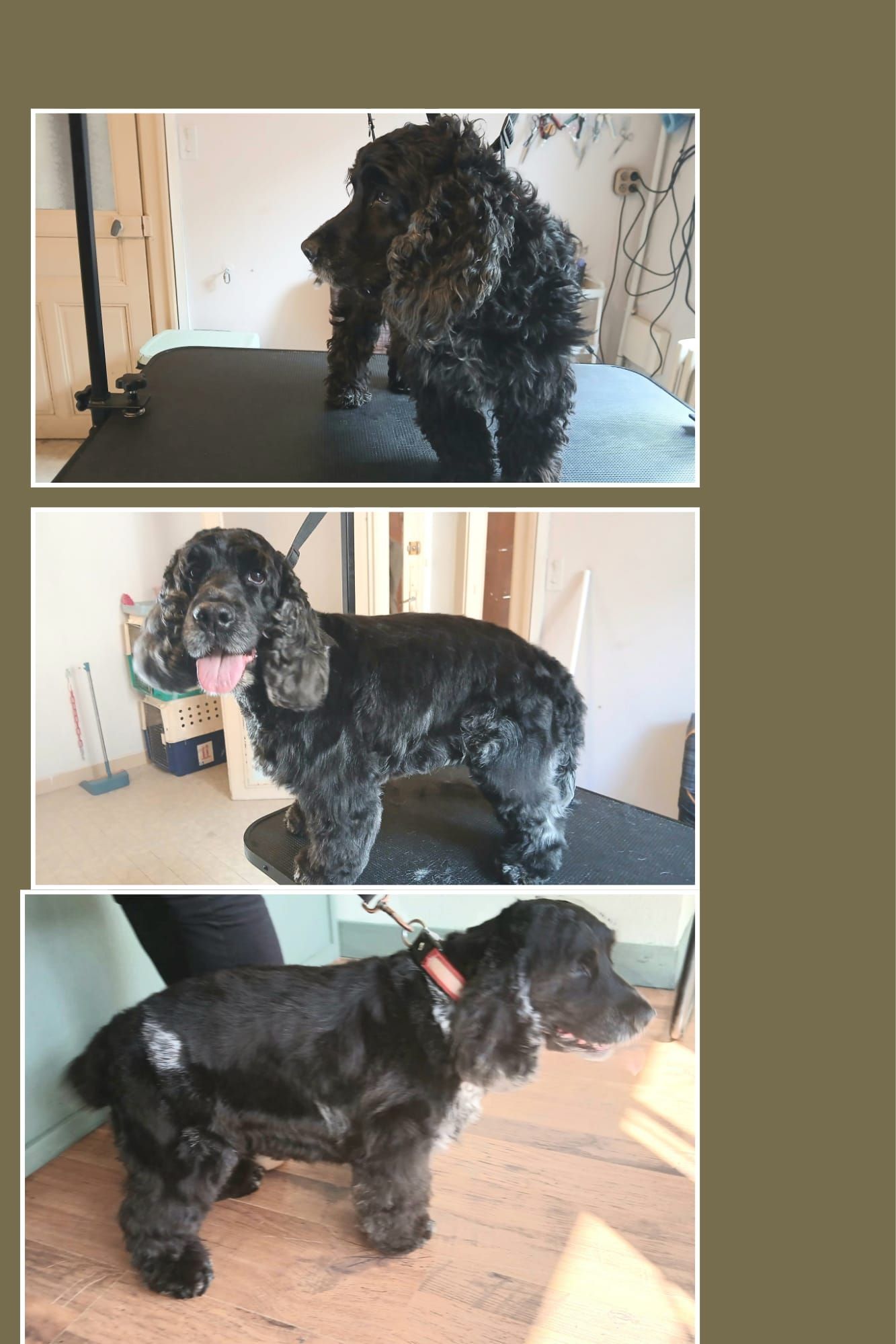 Trois vues d'un chien noir à poil bouclé debout sur une table de toilettage avant et après le toilettage.