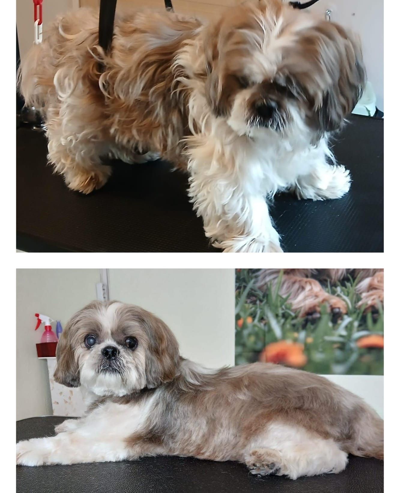 Deux petits chiens duveteux : l'un debout sur une table, l'autre couché à l'intérieur à côté d'une photo de plante.