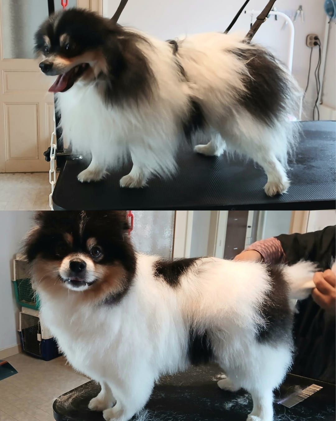 Avant / après d'un chien à poils longs noirs, blancs et fauves debout sur une table de toilettage.