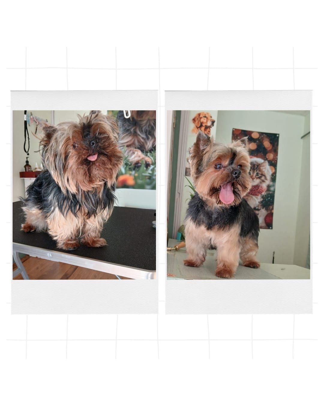 Deux petits chiens à poil long sur un comptoir, l'un debout et l'autre assis, dans une pièce intérieure lumineuse.
