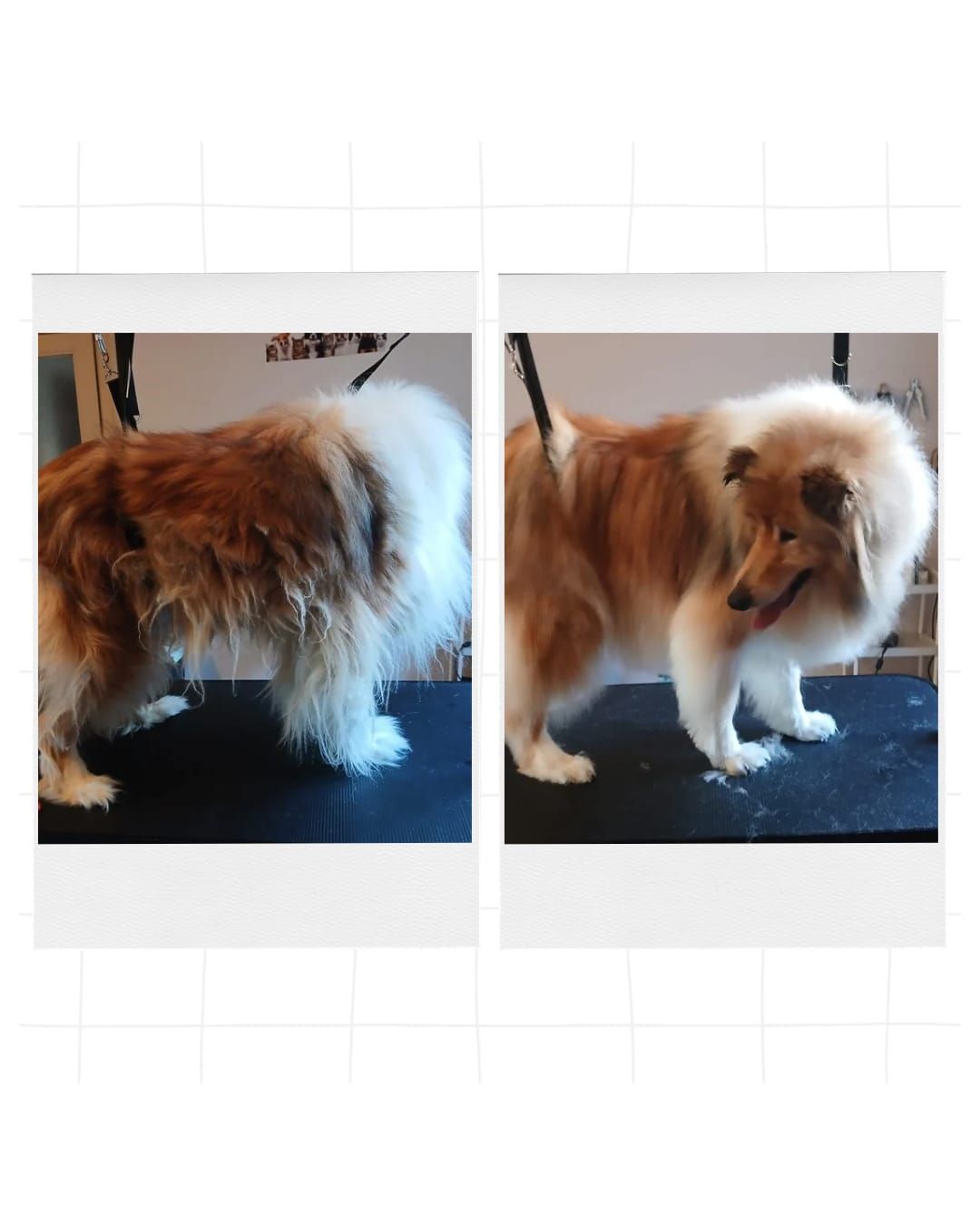 Petit chien duveteux brun et blanc debout à l'intérieur, visible sur deux photos côte à côte.