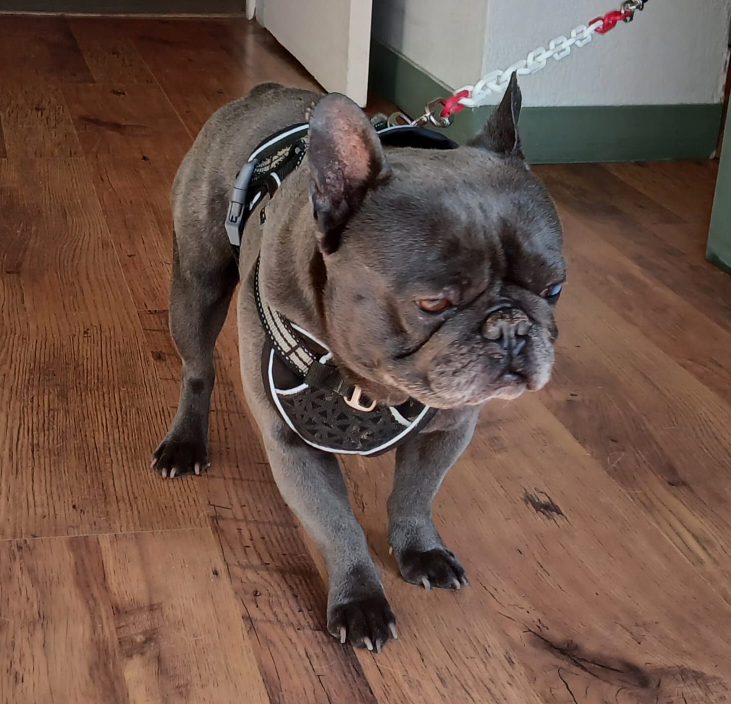 Petit bouledogue français gris portant un harnais et une laisse, debout sur un sol en bois à l'intérieur.