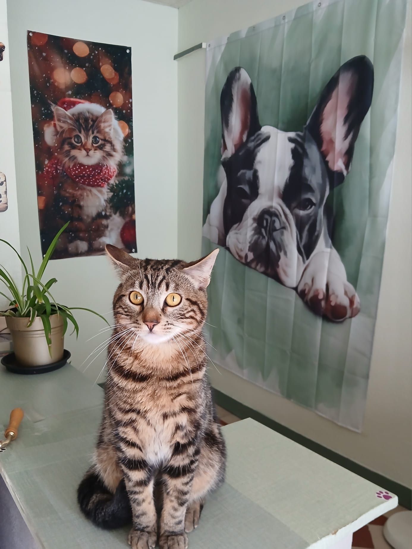 Chat tigré assis sur une table en verre dans une pièce ornée de deux reproductions d'art mural.