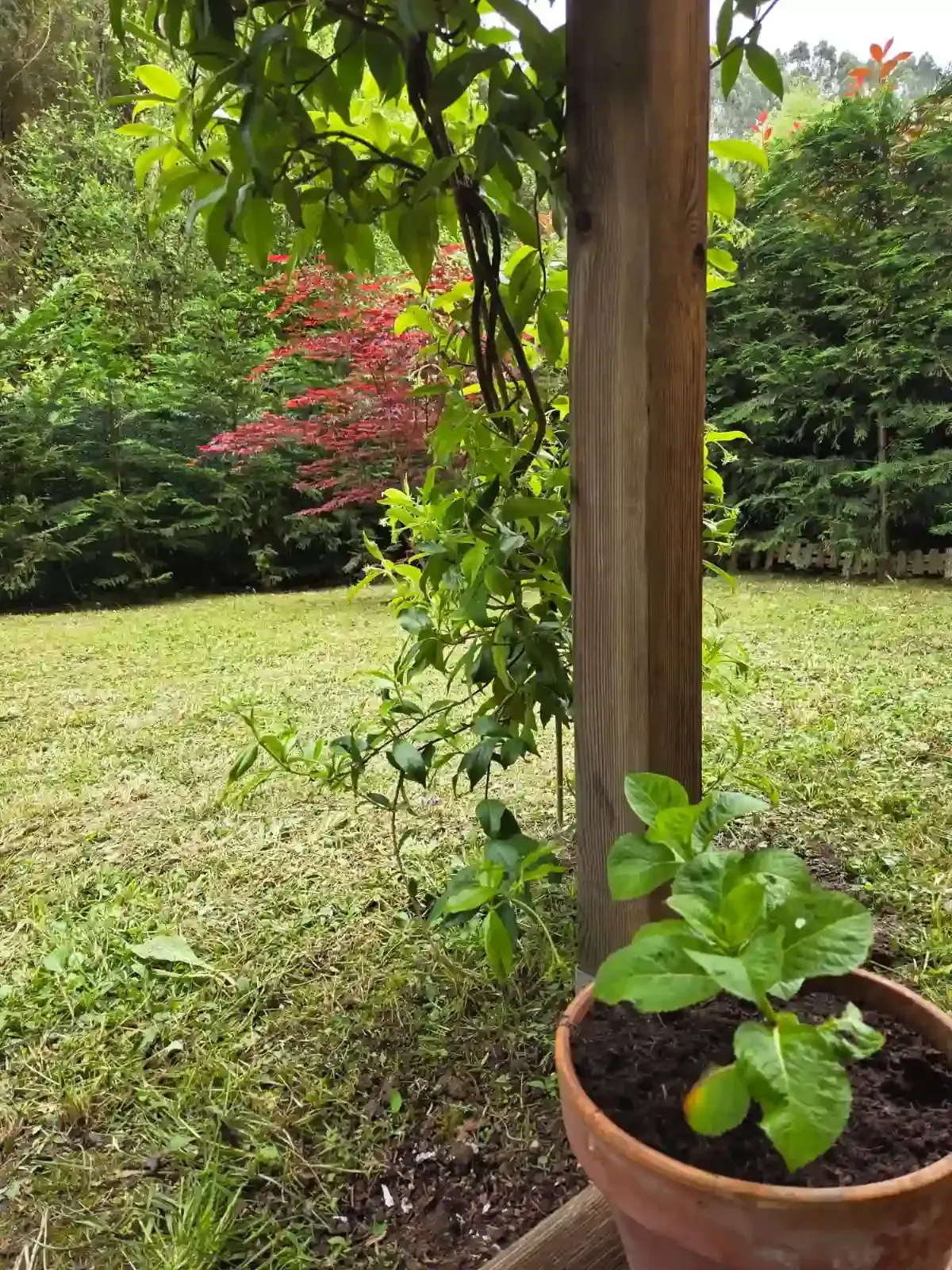 Planta verde en maceta junto a un poste de madera en un jardín frondoso con césped y árboles.