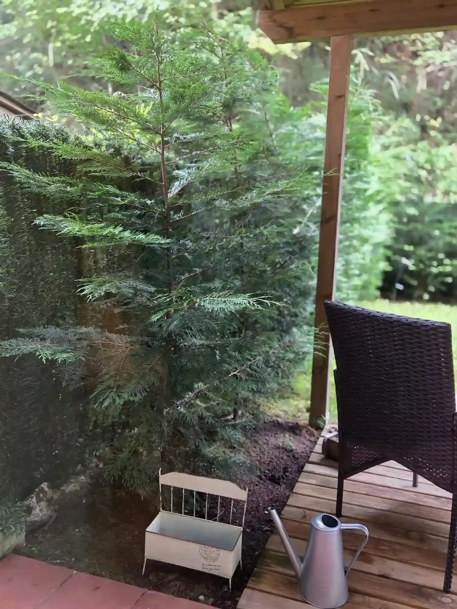 Un árbol de hoja perenne en maceta sobre una terraza de madera,