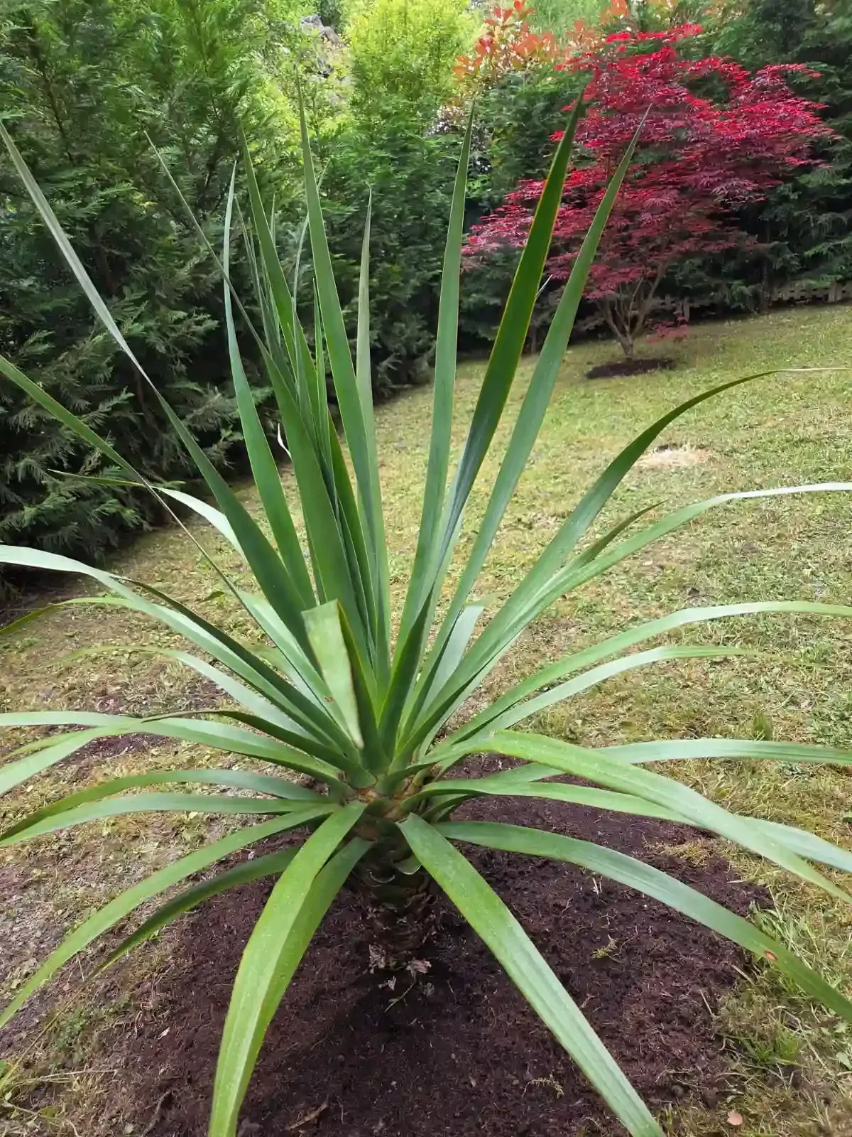 Planta verde espinosa parecida a un agave en un jardín con follaje exuberante y un árbol rojo al fondo.