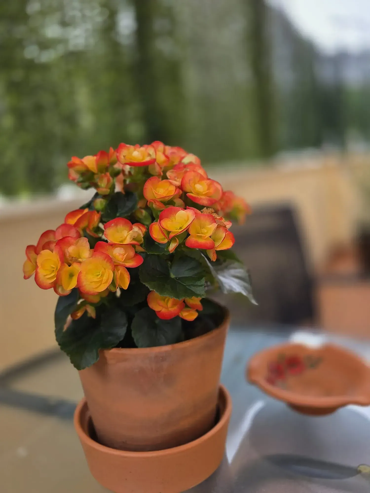 Flores de color naranja amarillento en macetas sobre una mesa de exterior con un fondo verde difuminado.