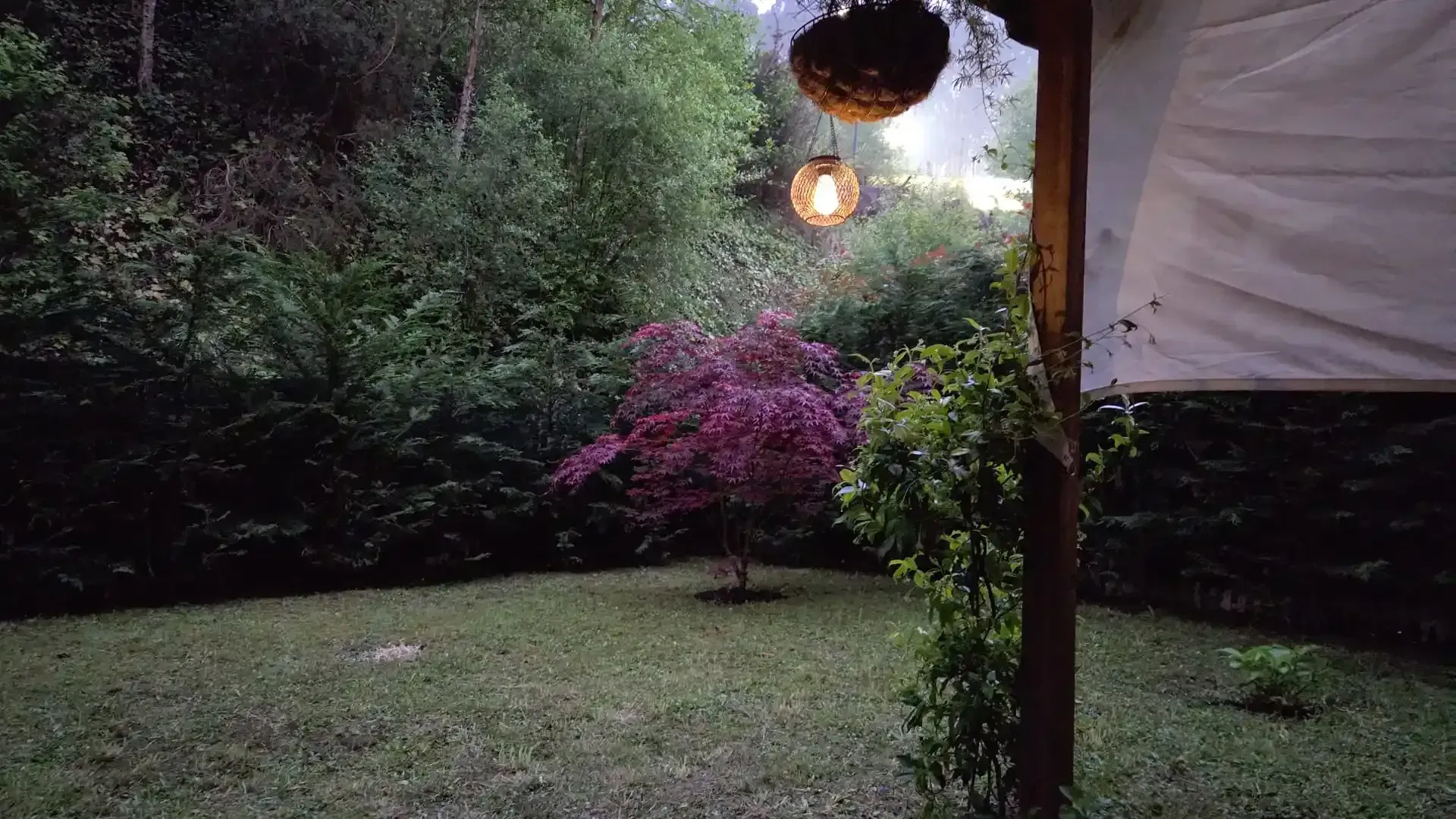 Jardín trasero al atardecer con una luz colgante, césped verde, árboles frondosos y un arbusto de flores rosas.