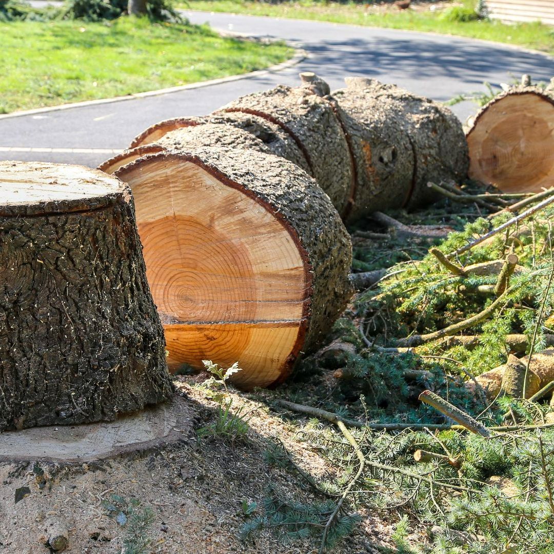 Arbre coupé en plusieurs bouts