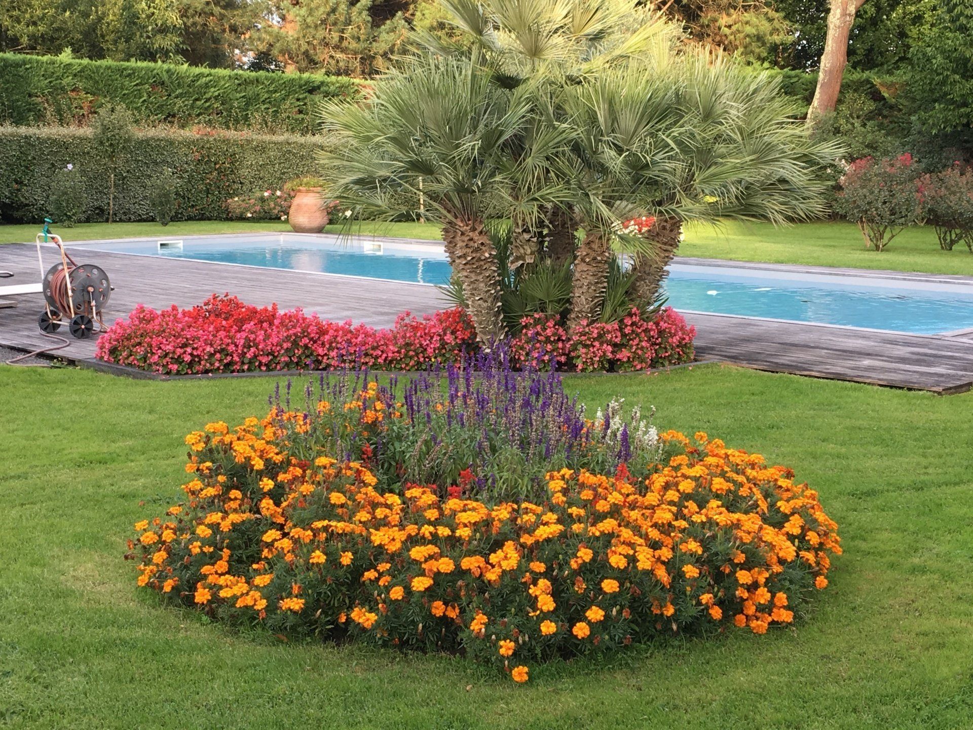 Photo d'une conception de plantes fleuries