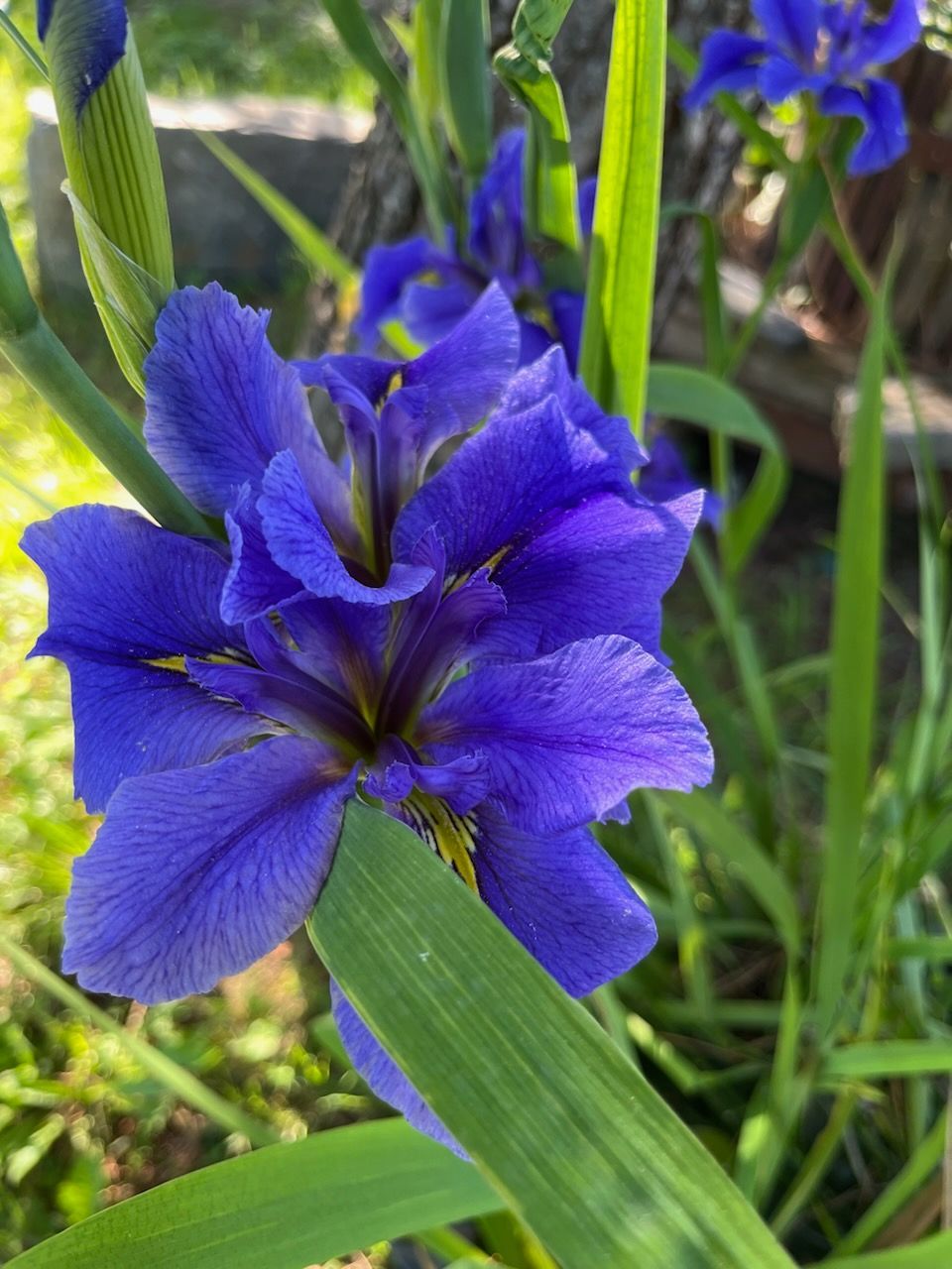 Iris pépinières les jardins des rives