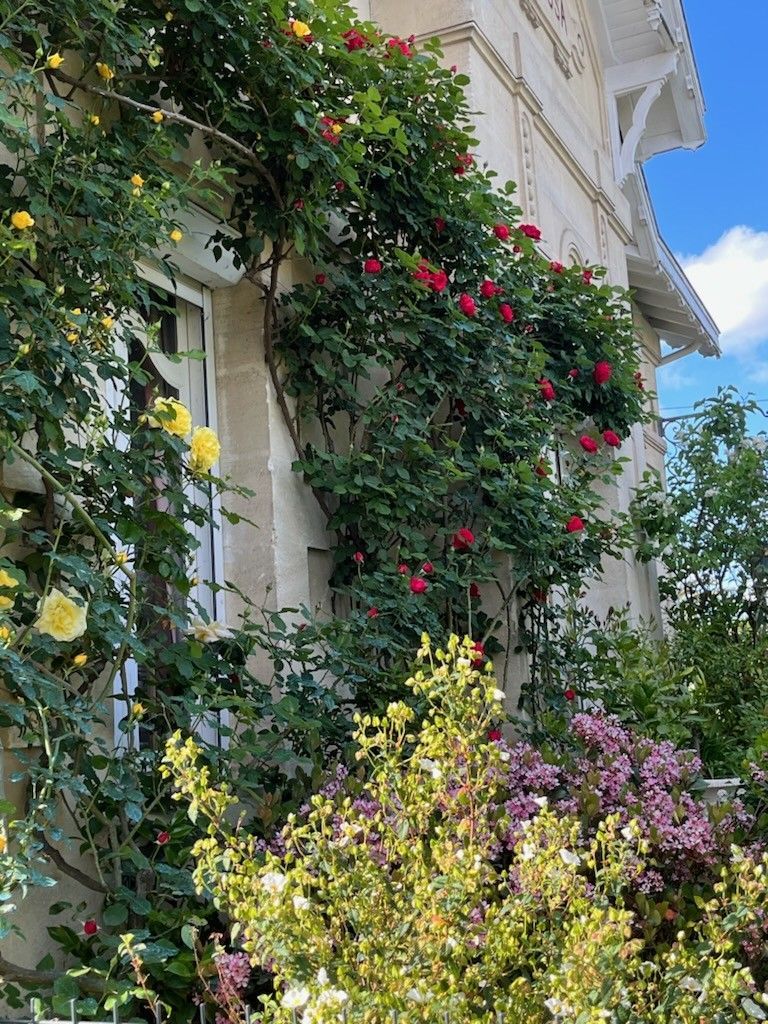 Photo de rosiers grimpants