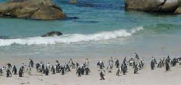 Boulders Beach
