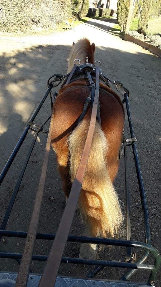Un pony tirando de un carro pequeño por un camino, visto desde atrás; cola color canela y blanca.