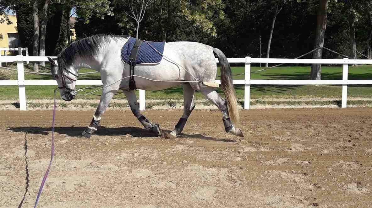 Caballo gris en una arena, con aparejos y vendas en las piernas, siendo guiado por una cuerda violeta.
