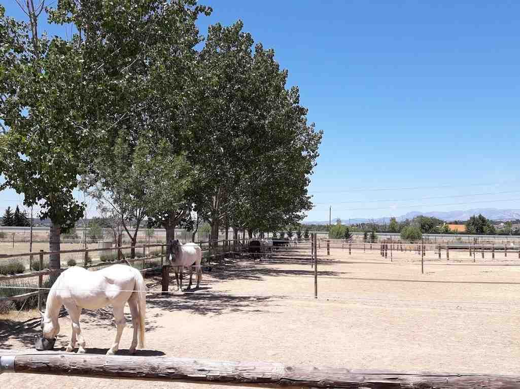 Caballo blanco pastando cerca de una cerca de madera, junto a árboles y un gran potrero de tierra bajo un cielo azul.