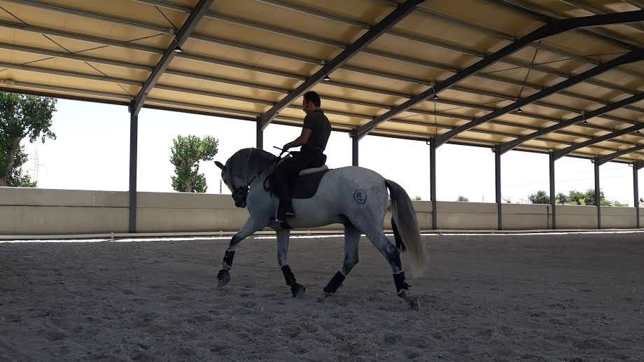 Un hombre monta un caballo gris en una pista cubierta. El caballo realiza un movimiento de doma.