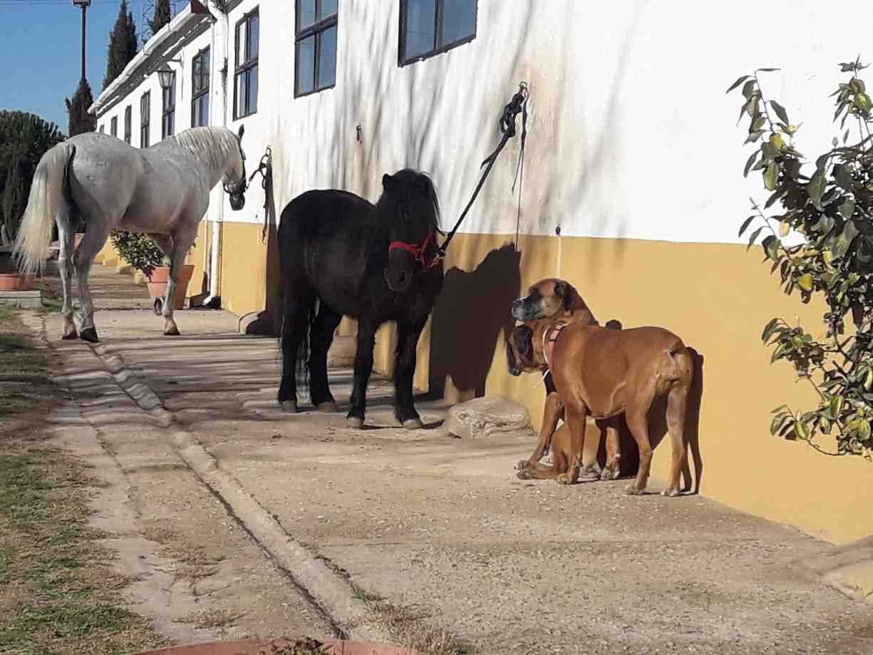 Caballo blanco, poni negro y perro canela atados cerca de un edificio blanco con ventanas. Un entorno soleado al aire libre.