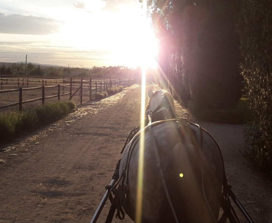Un carruaje tirado por caballos recorre un camino de tierra al atardecer. El sol brilla con fuerza.