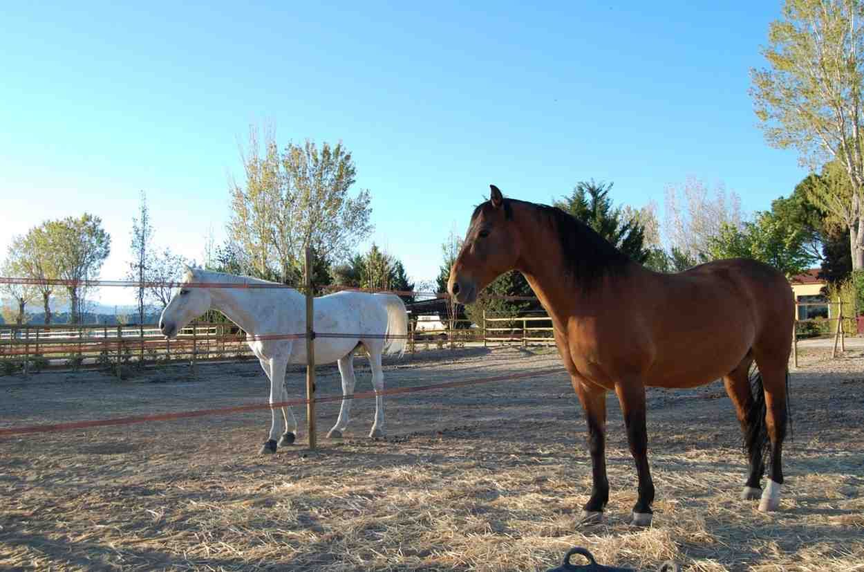 Dos caballos en un campo polvoriento; uno blanco y otro marrón. Árboles y una valla al fondo, bajo un cielo azul.
