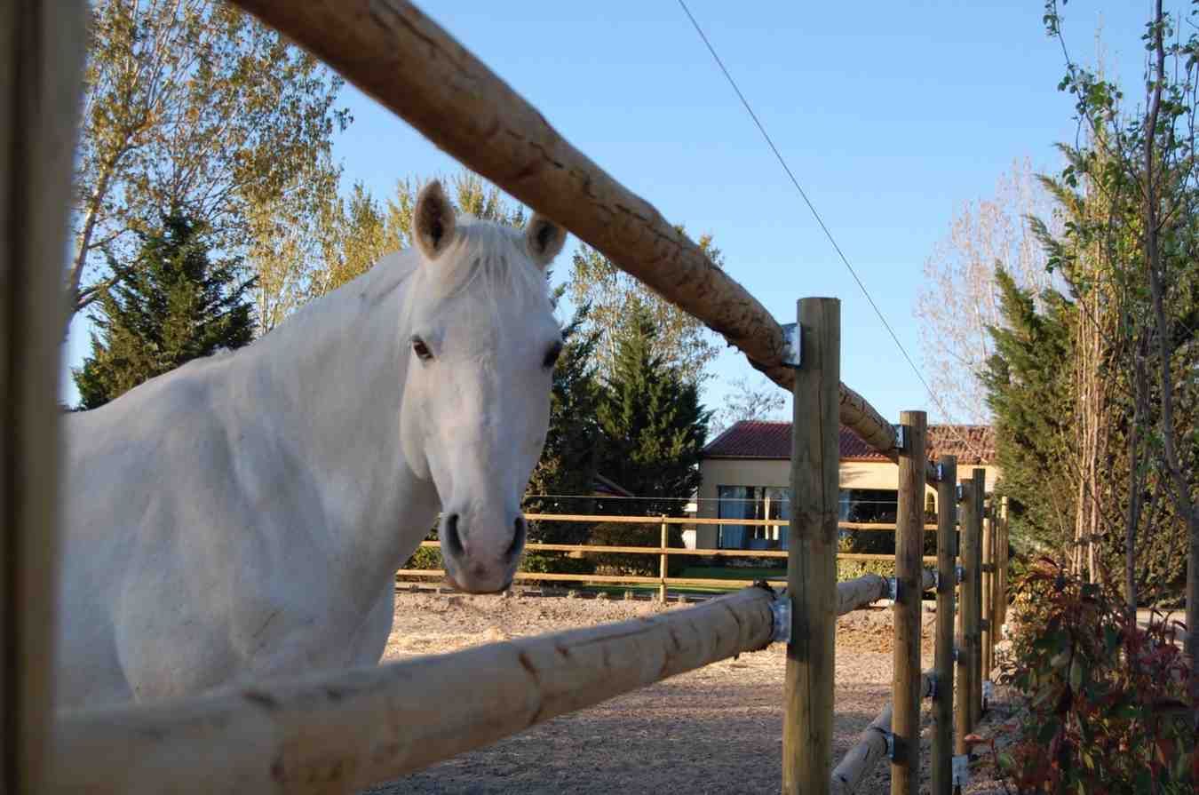 Caballo blanco mirando a través de una valla de madera en un entorno soleado al aire libre con árboles.