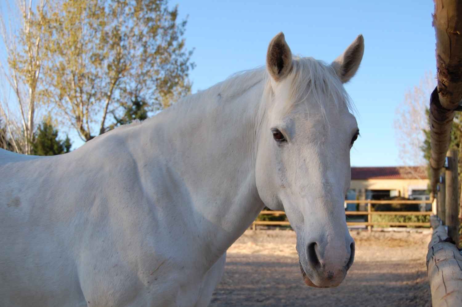 Caballo blanco, de frente, en un potrero. Fondo de cielo azul.