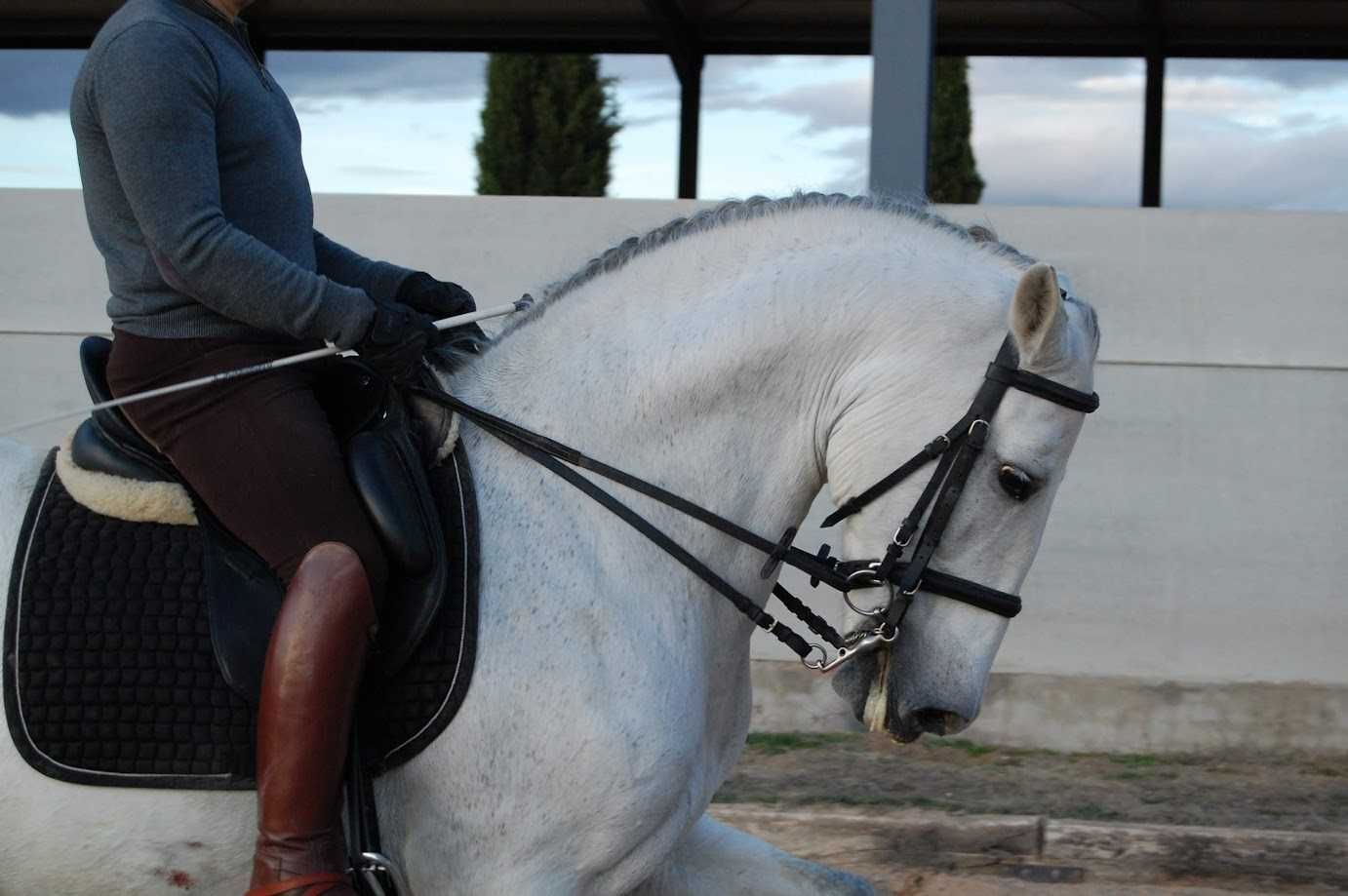Jinete con camisa gris y pantalones marrones sobre un caballo blanco, con aparejo. En el interior de una pista.