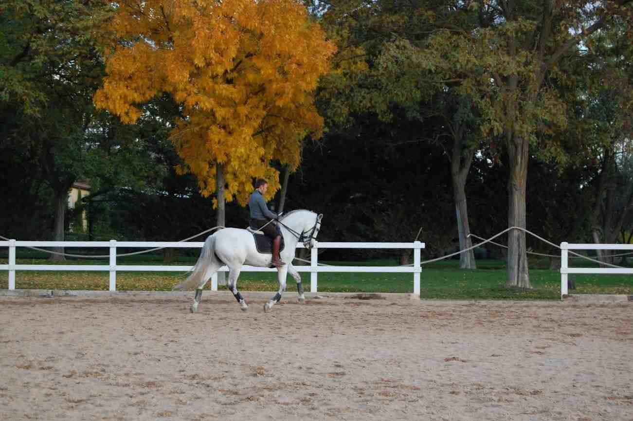 Persona montando un caballo blanco en una arena al aire libre, árboles con hojas amarillas en el fondo.